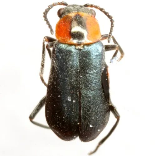 Nodopus flavilabris
