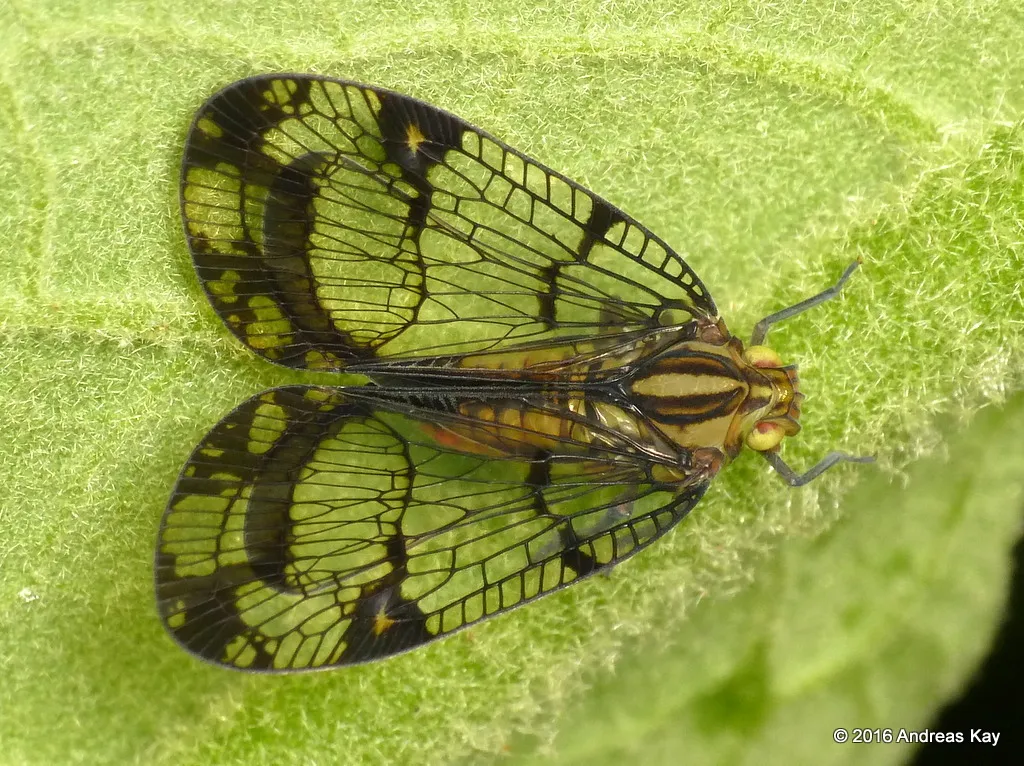Nogodinid Planthoppers - Nogodinidae