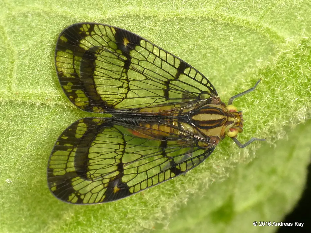 Nogodinid Planthoppers - photo 2
