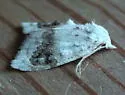 Blurry-patched Nola Moth - Hodges#8990