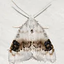 Blurry-patched Nola Moth - Hodges#8990 - photo 2