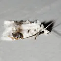 Blurry-patched Nola Moth - Hodges#8990 - photo 3