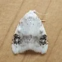 Blurry-patched Nola Moth - Hodges#8990 - photo 4