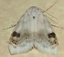 Blurry-patched Nola Moth - Hodges#8990 - photo 5