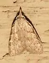 Sweet Pepperbush Nola Moth - Hodges#8996
