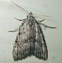 Sweet Pepperbush Nola Moth - Hodges#8996 - photo 2