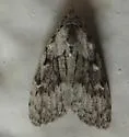 Sweet Pepperbush Nola Moth - Hodges#8996 - photo 3
