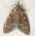 Sweet Pepperbush Nola Moth - Hodges#8996 - photo 4