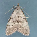 Nola involuta - Hodges#8998