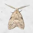 Nola lagunculariae - Hodges#8997