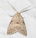 Nola lagunculariae - Hodges#8997 - photo 2