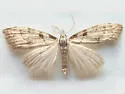 Ceanothus Nola Moth - Hodges#8993