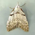 Ceanothus Nola Moth - Hodges#8993 - photo 2