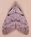 Ceanothus Nola Moth - Hodges#8993 - photo 4