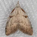 Ceanothus Nola Moth - Hodges#8993 - photo 5