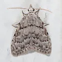 Nola ovilla - Hodges#8995