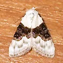 Sharp-blotched Nola Moth - Hodges#8989 - Nola pustulata