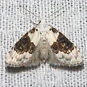 Sharp-blotched Nola Moth - Hodges#8989 - photo 2