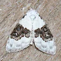 Sharp-blotched Nola Moth - Hodges#8989 - photo 3