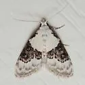 Sharp-blotched Nola Moth - Hodges#8989 - photo 4