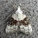 Sharp-blotched Nola Moth - Hodges#8989 - photo 5