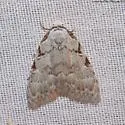 Three-spotted Nola - Hodges#8992