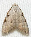 Three-spotted Nola - Hodges#8992 - photo 3