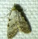 Three-spotted Nola - Hodges#8992 - photo 4