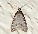 Three-spotted Nola - Hodges#8992 - photo 5
