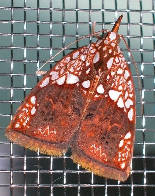 Nolid Moths - photo 2