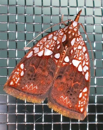 Nolid Moths - photo 3