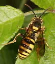Nomada affabilis