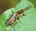Nomada affabilis - photo 2
