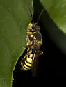 Nomada affabilis - photo 3