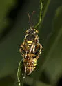 Nomada affabilis - photo 4