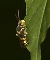 Nomada affabilis - photo 5