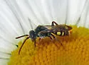 Nomada armatella