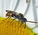 Nomada armatella - photo 2