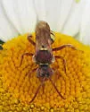 Nomada armatella - photo 3