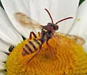 Nomada armatella - photo 4
