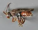 Nomada articulata