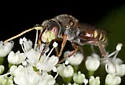 Nomada articulata - photo 2