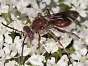 Nomada articulata - photo 3
