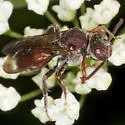Nomada articulata - photo 4