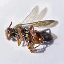 Nomada articulata - photo 5