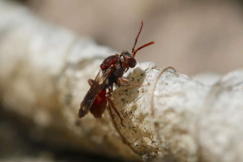 Nomada australis - photo 2