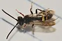Nomada bella