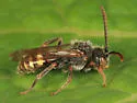 Nomada bella - photo 2