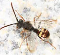 Nomada bella - photo 3