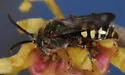 Nomada bella - photo 4